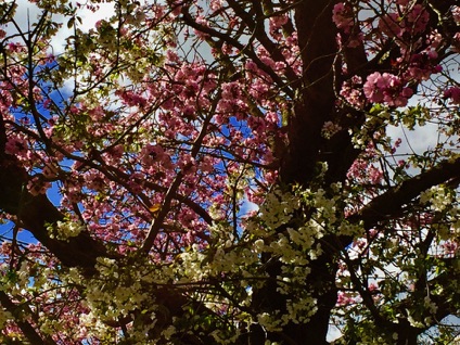 Elders Ave cherry blossoms 
長老大道櫻花
Photo by Ho Wai-On 何蕙安攝