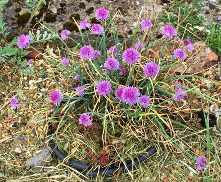 Chive flowers - perhaps edible? 
by Ho Wai-On

韭菜花 - 好像可以吃的：何蕙安影