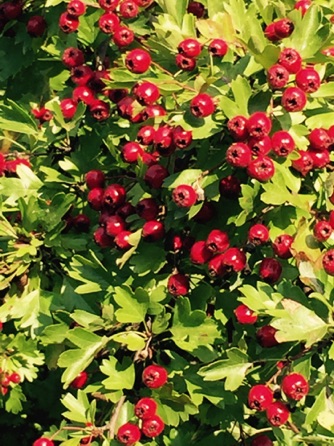 Haws - perhaps edible? 
by Ho Wai-On

山楂：或者可以吃的吧? 何蕙安影