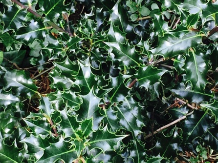 Ivy leaves pattern by Ho Wai-On

看似圖案的常春藤葉：何蕙安影