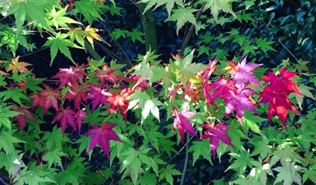 Japanese maple leaves in Autumn
by Ho Wai-On

秋天的日本楓葉：何蕙安影