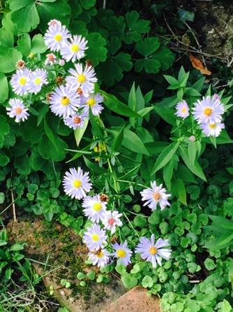 Wild flowers by Ho Wai-On

秋日野菊：何蕙安影