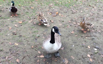 Three Mallards (1 male and 2 female) and a Canada goose.
野鴨(1雄2雌)和加拿大鵝
Photo by Ho Wai-On