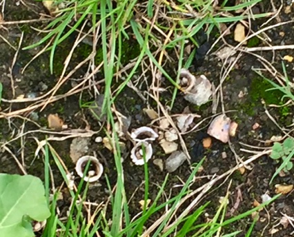 Bird's Nest fungi (Cyathus olla) - you can see the nest shape with some 'eggs' inside. 細小雀巢菌
Photo by Ho Wai-On