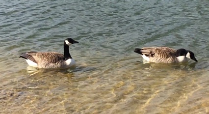 Two Canada geese 加拿大鵝
Photo by Ho Wai-On
