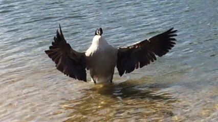 Canada goose spreading its wings
加拿大鵝展開翅膀
Photo by Ho Wai-On