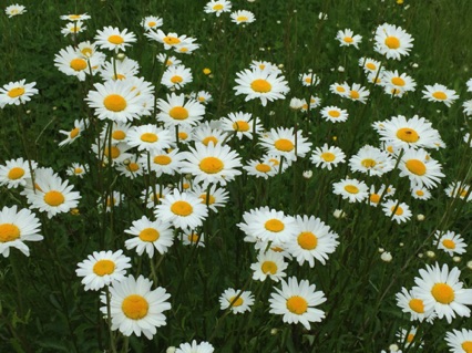 Ox-eye Daisies 野菊, very different from little ordinary daises.
Photo by Ho Wai-On