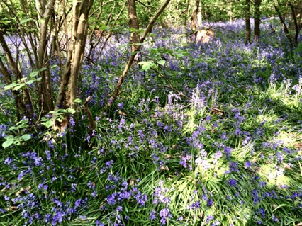 Bluebells 蓝鐘花
Photo by Ho Wai-On