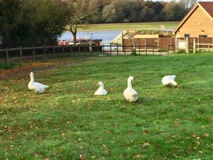 These wild birds look like
White Domestic Geese -
Perhaps they are feral?!
Photo by Ho Wai-On