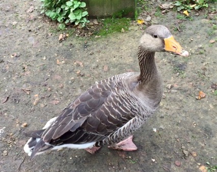 1-6: A British greylag goose
這英國本地灰鵝右看看...
Photo by Ho Wai-On