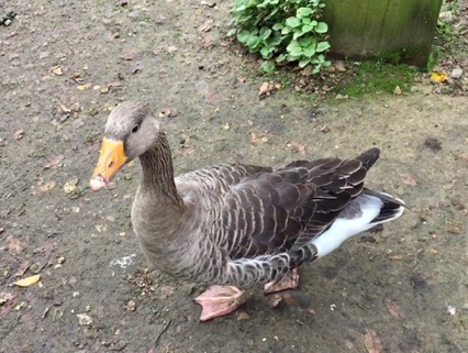 2-6: The goose comes closer...
這灰鵝左看看...
Photo by Ho Wai-On