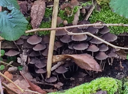 Mushrooms around a stump.
一種在樹墩下長的菇
Photo by Ho Wai-On