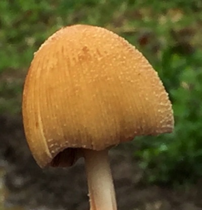 Close-up of G. Inkcap, showing the glistening cells which give it its name.
看似閃光的磨菇
Photo by Ho Wai-On