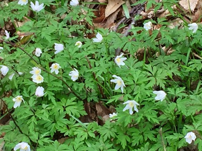 Wood Anemone, another
harbinger of Spring.
木海葵，是春天的預兆
Photo by Ho Wai-On