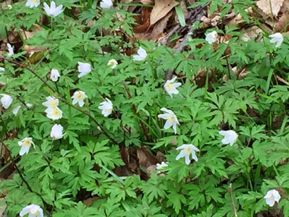 Wood Anemone, another
harbinger of Spring.
木海葵，是春天的預兆
Photo by Ho Wai-On