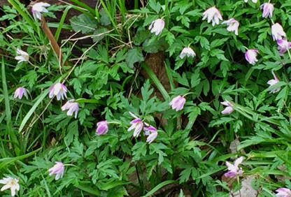 Wood Anemone, showing the lovely colour on the backs of the petals, which varies between plants.
木海葵，花瓣背面有不的顏色
Photo by Ho Wai-On