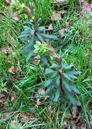 Wood Spurge
(Euphorbia amygdaloides).
Likes shade, has a white, milky sap which is a skin irritant. 木大戟,
喜歡樹蔭，有刺激皮膚的乳狀液
Photo by Ho Wai-On