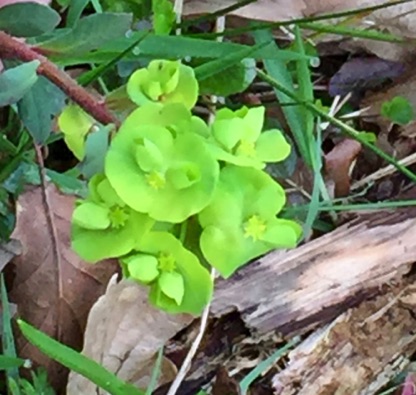 Close-up of W. Spurge flowers, lime green, which don't have petals like other flowers. 
這是木大戟沒有花瓣的花
Photo by Ho Wai-On