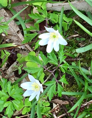 Close-up of Wood Anemone and leaves of Bluebells and Oxalis, another woodland flower.
木海葵花，藍鐘花葉和酢漿草
Photo by Ho Wai-On