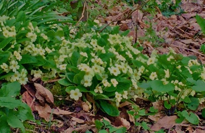 Primroses, wild, native British plants, a welcome sign of Spring. 英國報春花
Photo by Ho Wai-On