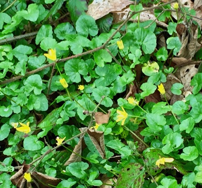 Lesser Celandine. Lovely in a woodland, can be a terrible weed in the garden! 小白屈菜, 在花園是野草
Photo by Ho Wai-On
