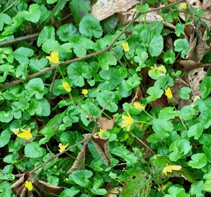 Lesser Celandine. Lovely in a woodland, can be a terrible weed in the garden! 小白屈菜, 在花園是野草
Photo by Ho Wai-On Lesser Celandine. Lovely in a woodland, can be a terrible weed in the garden! 小白屈菜, 在花園是野草
Photo by Ho Wai-On