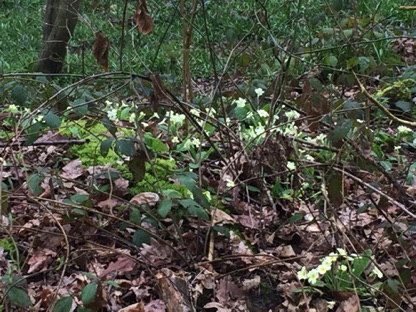 Primroses and lovely moss. 
報春花和可愛的苔蘚
Photo by Ho Wai-On