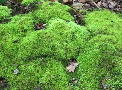 Lovely green mosses,
liking the damp situation. 
喜歡潮濕的青苔
Photo by Ho Wai-On